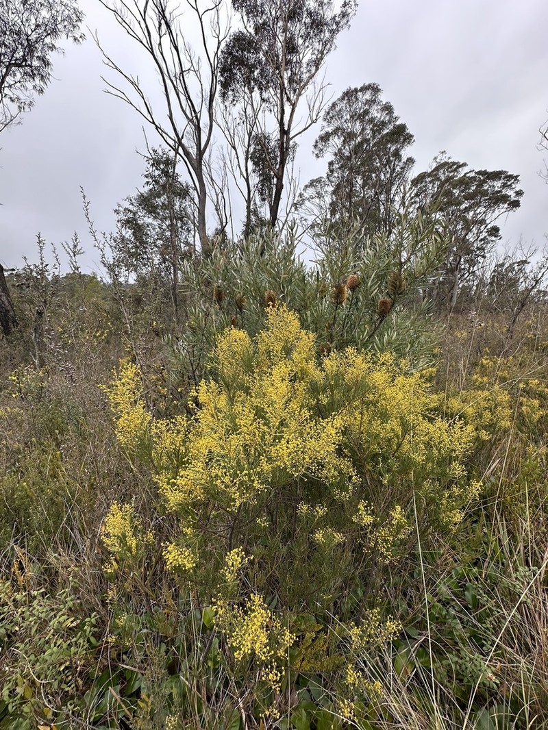 Acacia meiantha photo 4