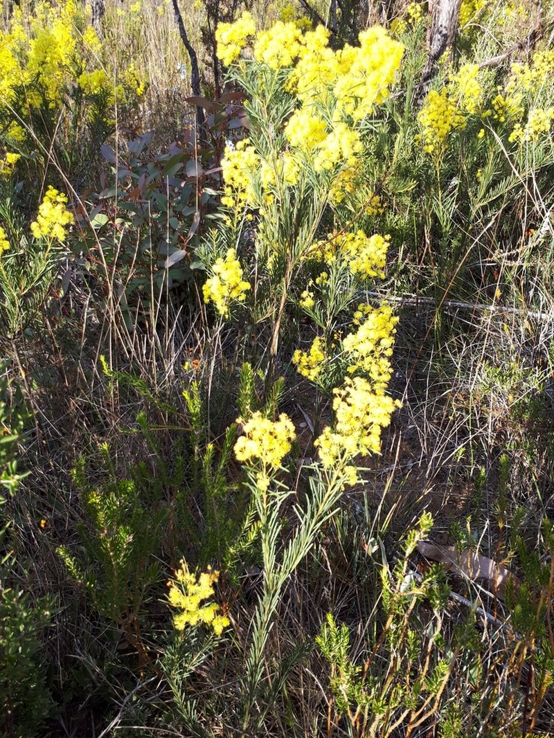 Acacia meiantha photo 5
