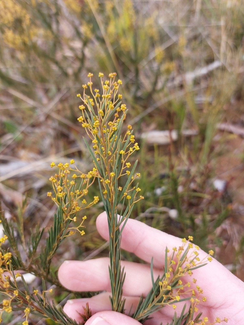 Acacia meiantha photo 6