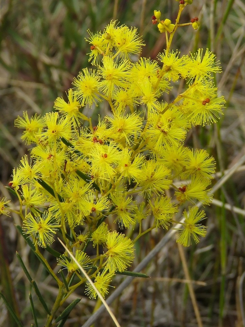 Acacia meiantha photo 7