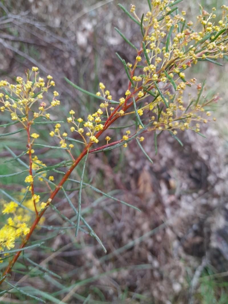 Acacia meiantha photo 8