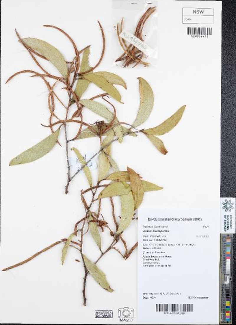 Acacia meiosperma