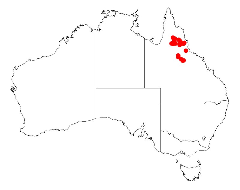 Acacia meiosperma