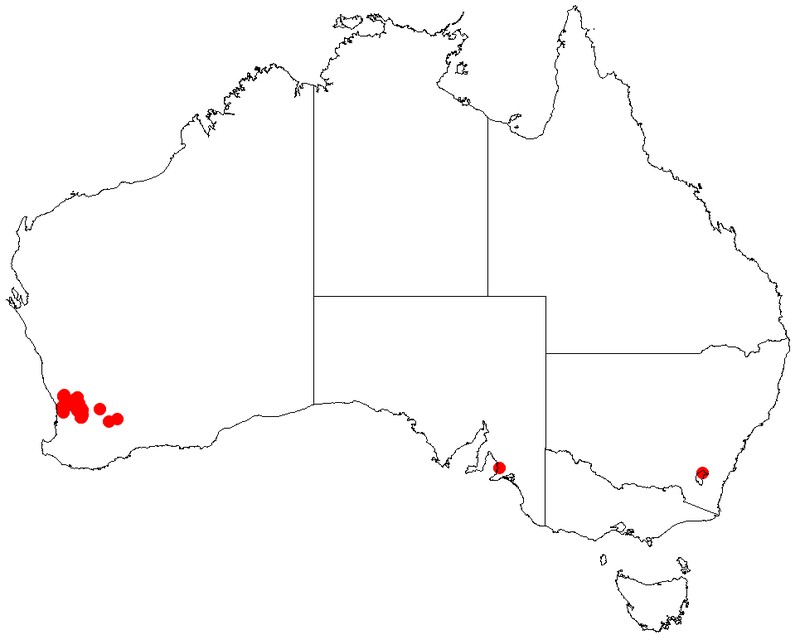 Acacia meisneri