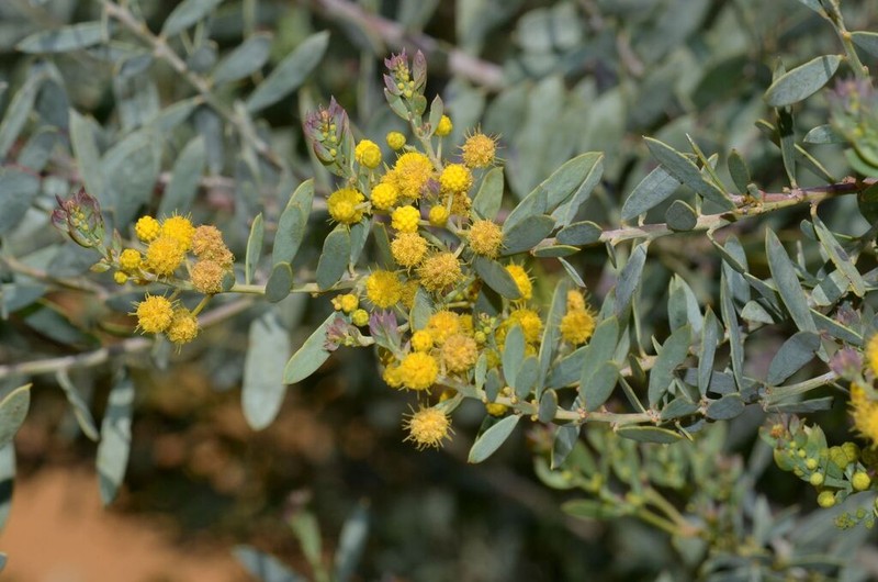 Acacia meisneri photo 2