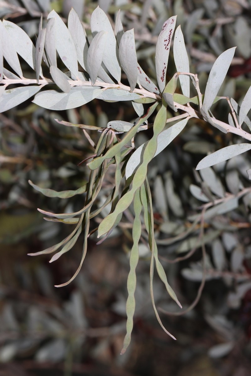 Acacia meisneri photo 3