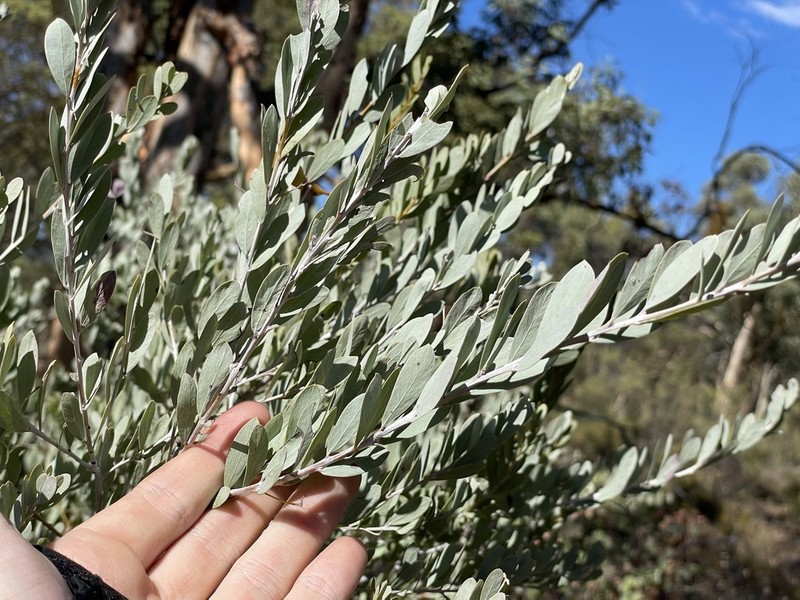 Acacia meisneri photo 4