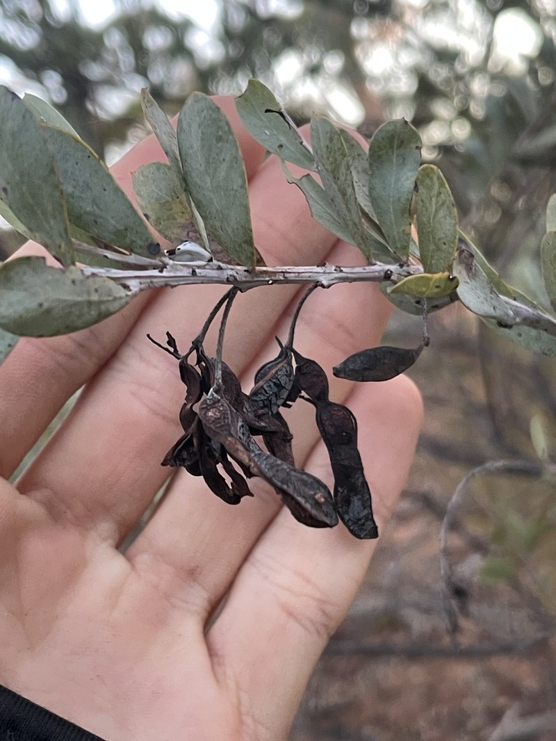 Acacia meisneri photo 5