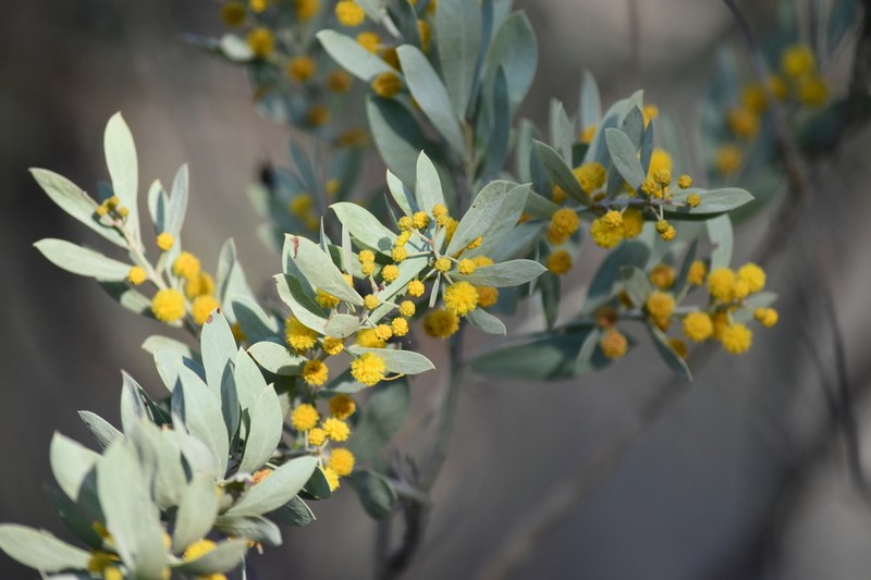 Acacia meisneri photo 6