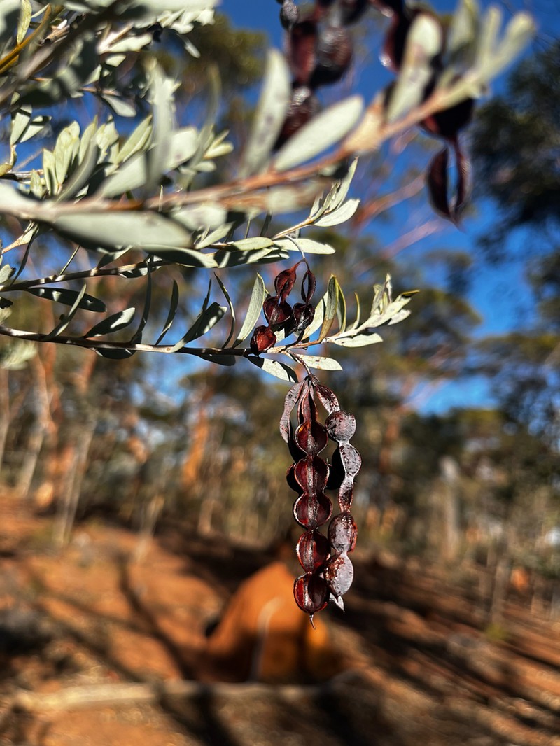 Acacia meisneri photo 7