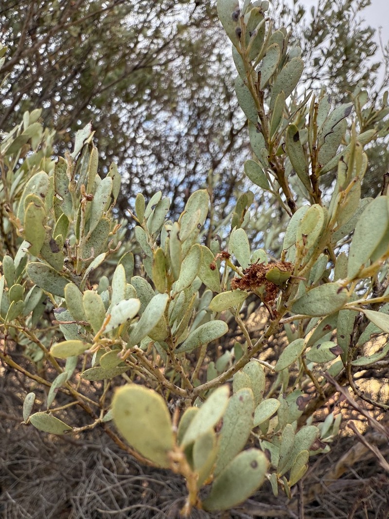 Acacia meisneri photo 8