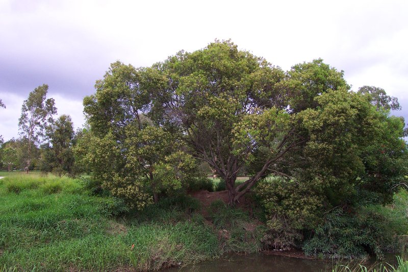 Blackwood photo 2