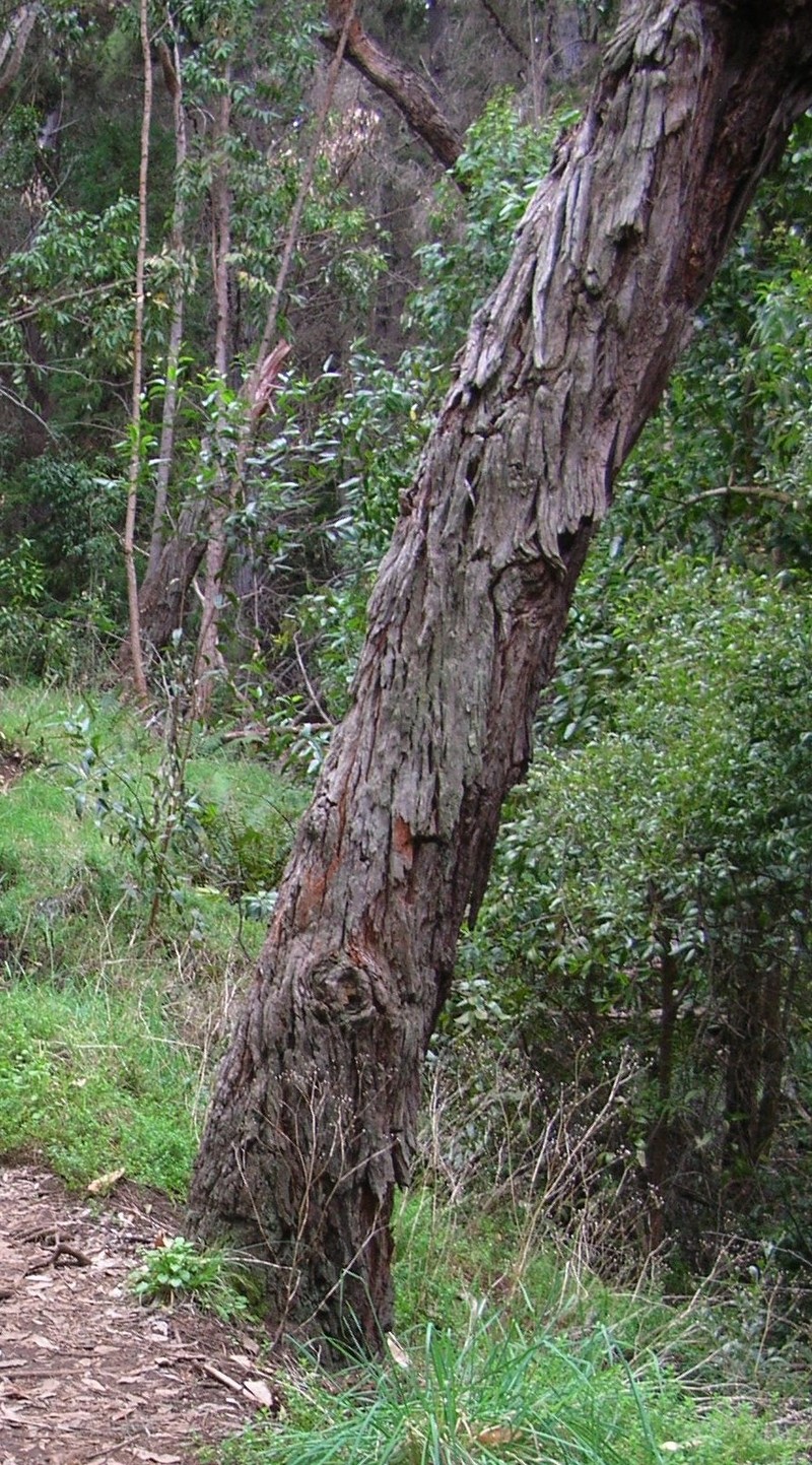 Blackwood photo 7