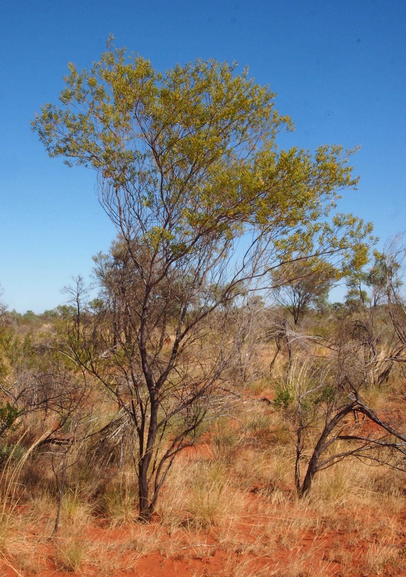 Acacia melleodora