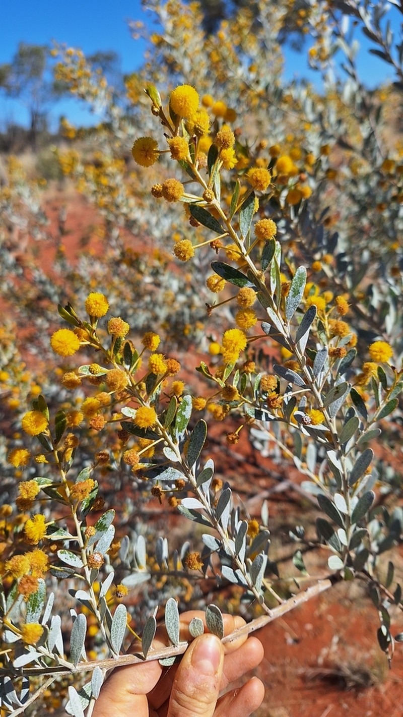 Acacia melleodora photo 2