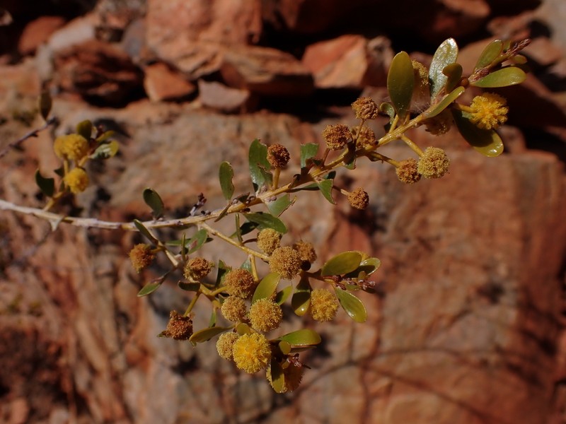 Acacia melleodora photo 3