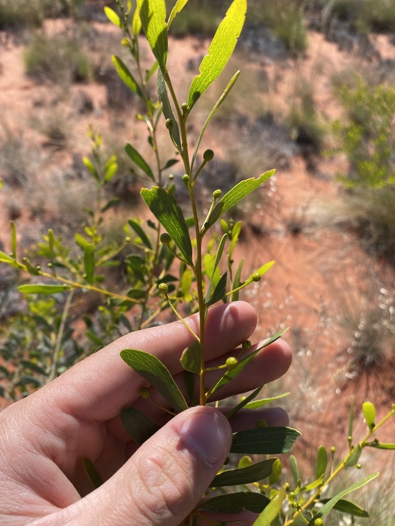 Acacia melleodora photo 4
