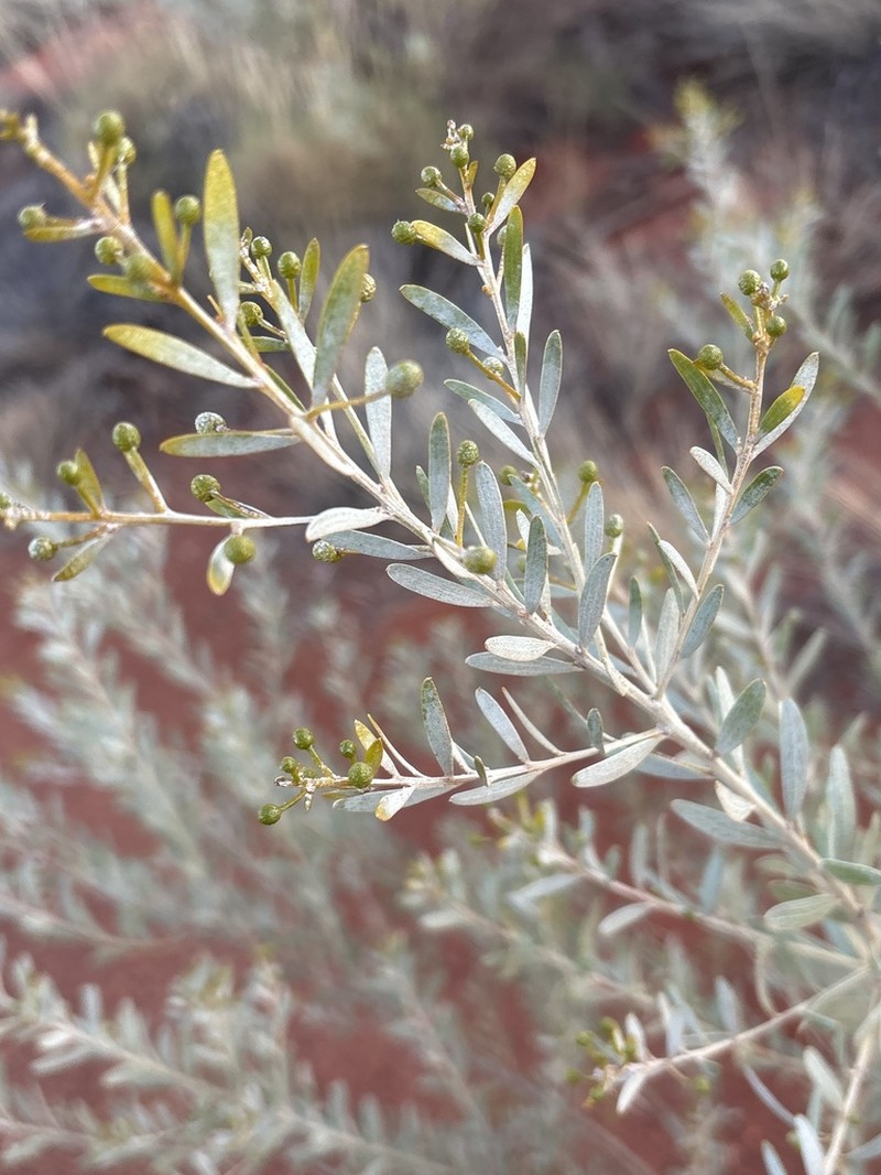 Acacia melleodora photo 5
