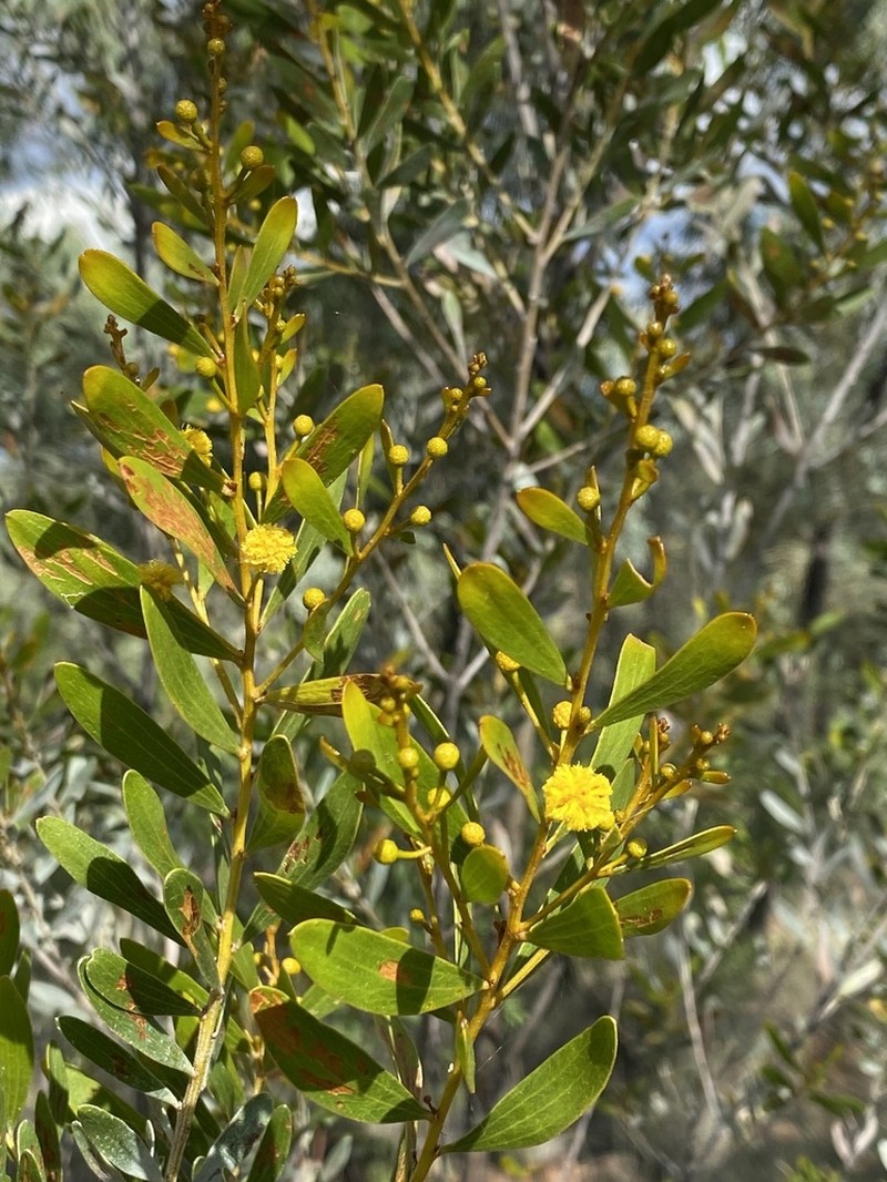 Acacia melleodora photo 6