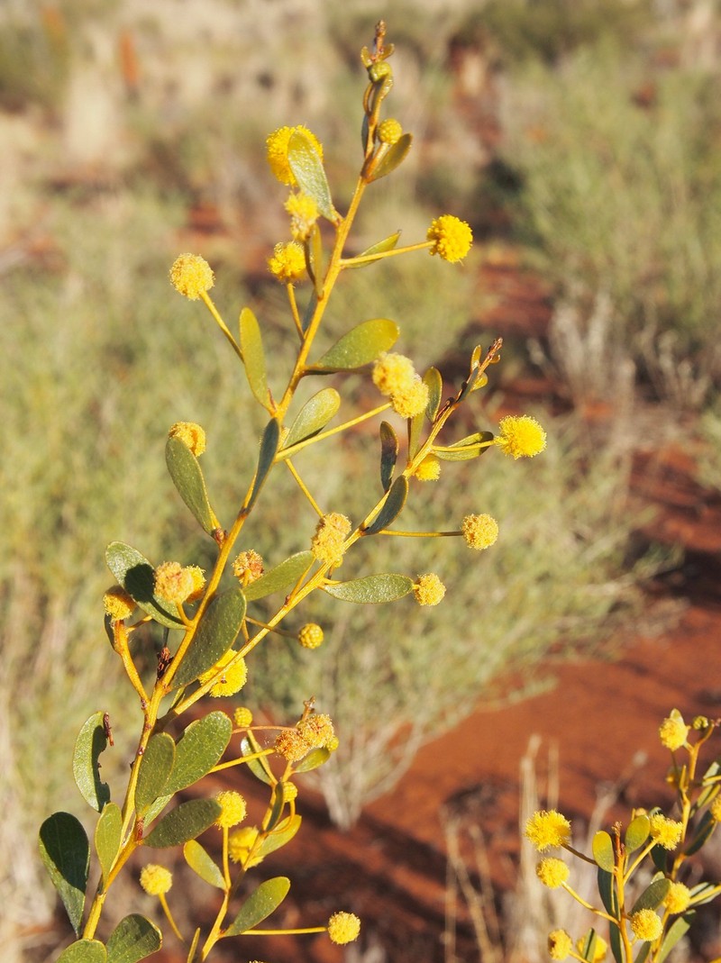 Acacia melleodora photo 7