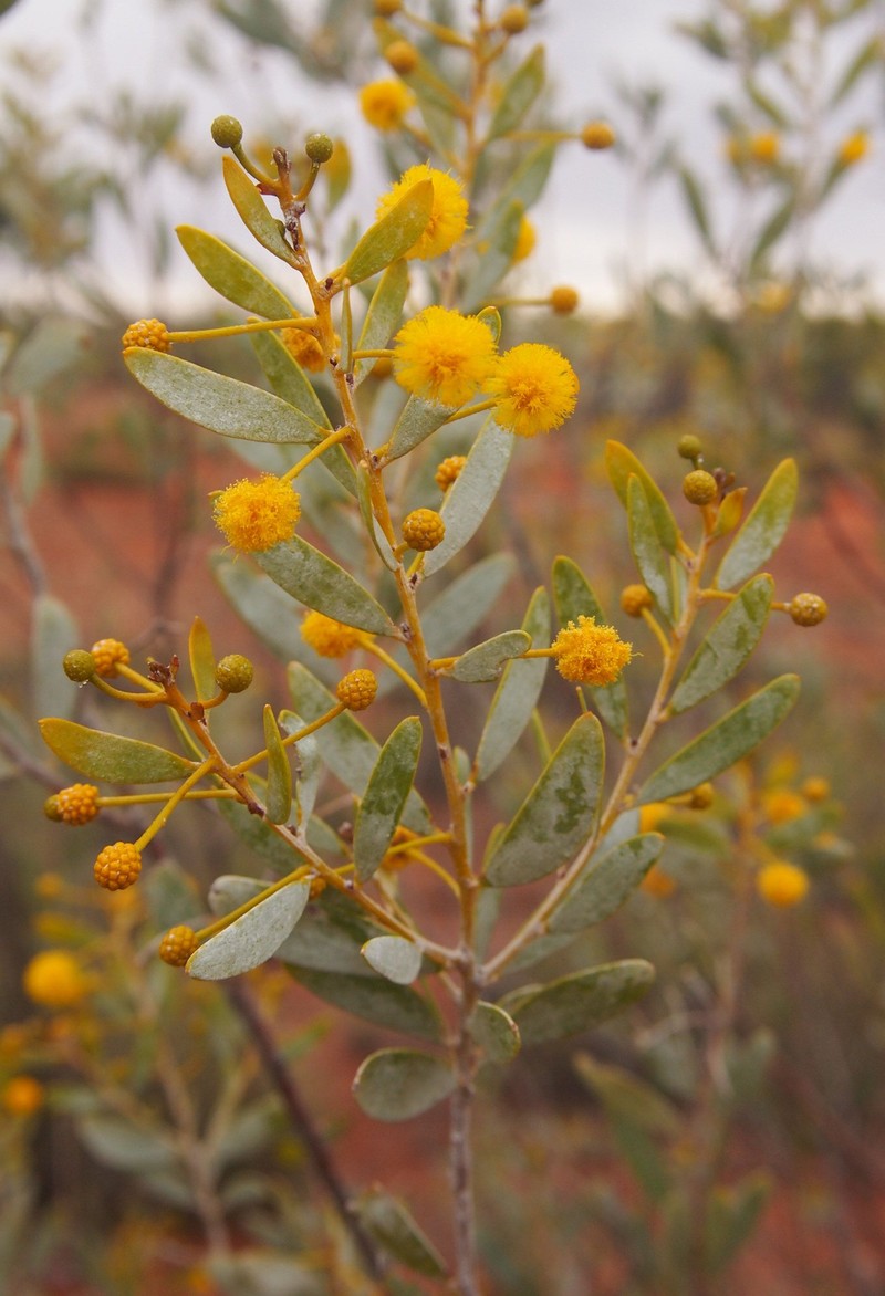 Acacia melleodora photo 8