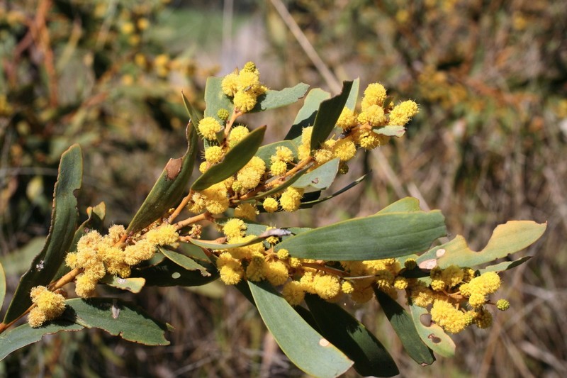 Acacia melvillei