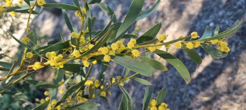 Acacia melvillei photo 2