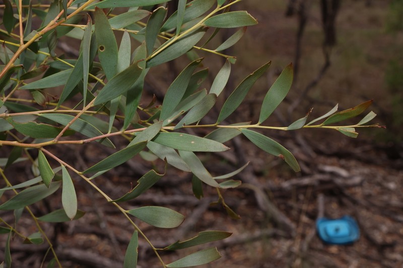 Acacia melvillei photo 4