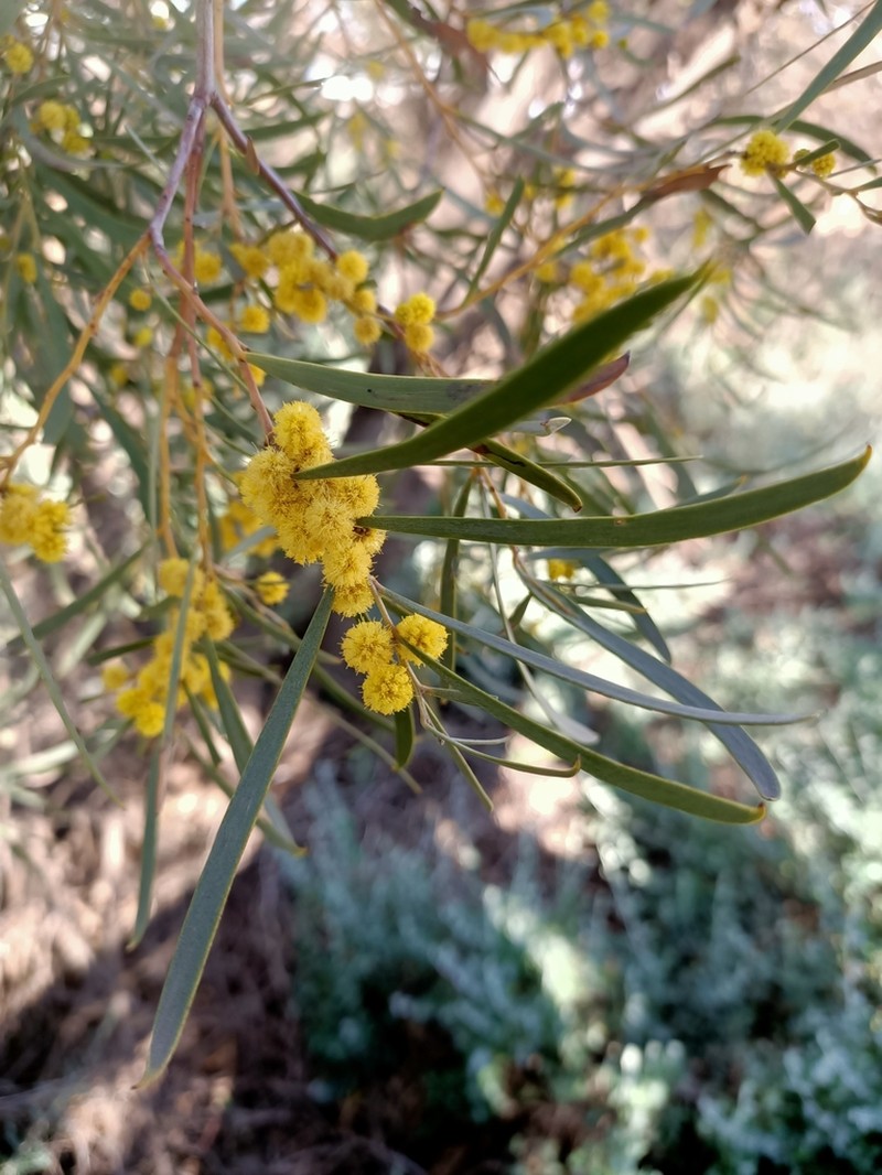 Acacia melvillei photo 5