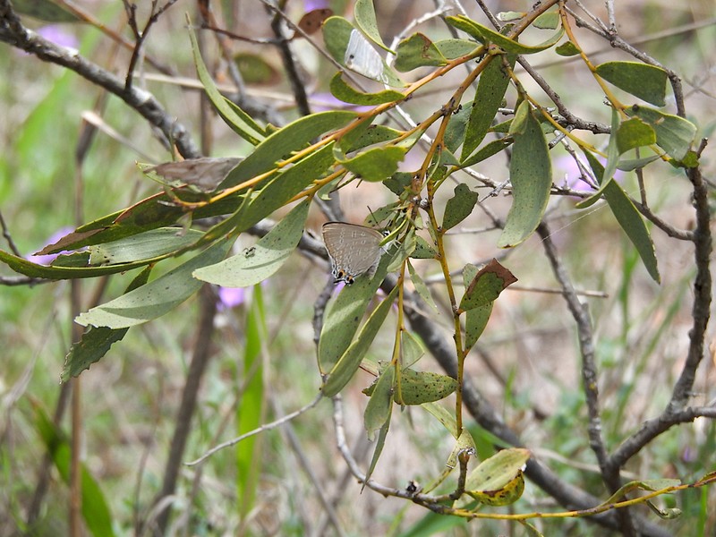 Acacia melvillei photo 6