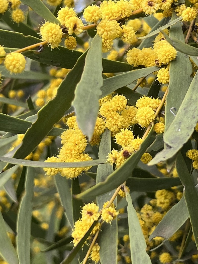 Acacia melvillei photo 7