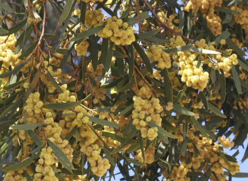 Acacia melvillei photo 8