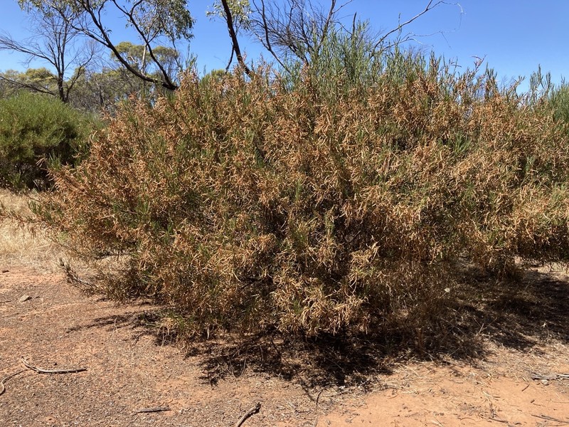 Acacia menzelii photo 4