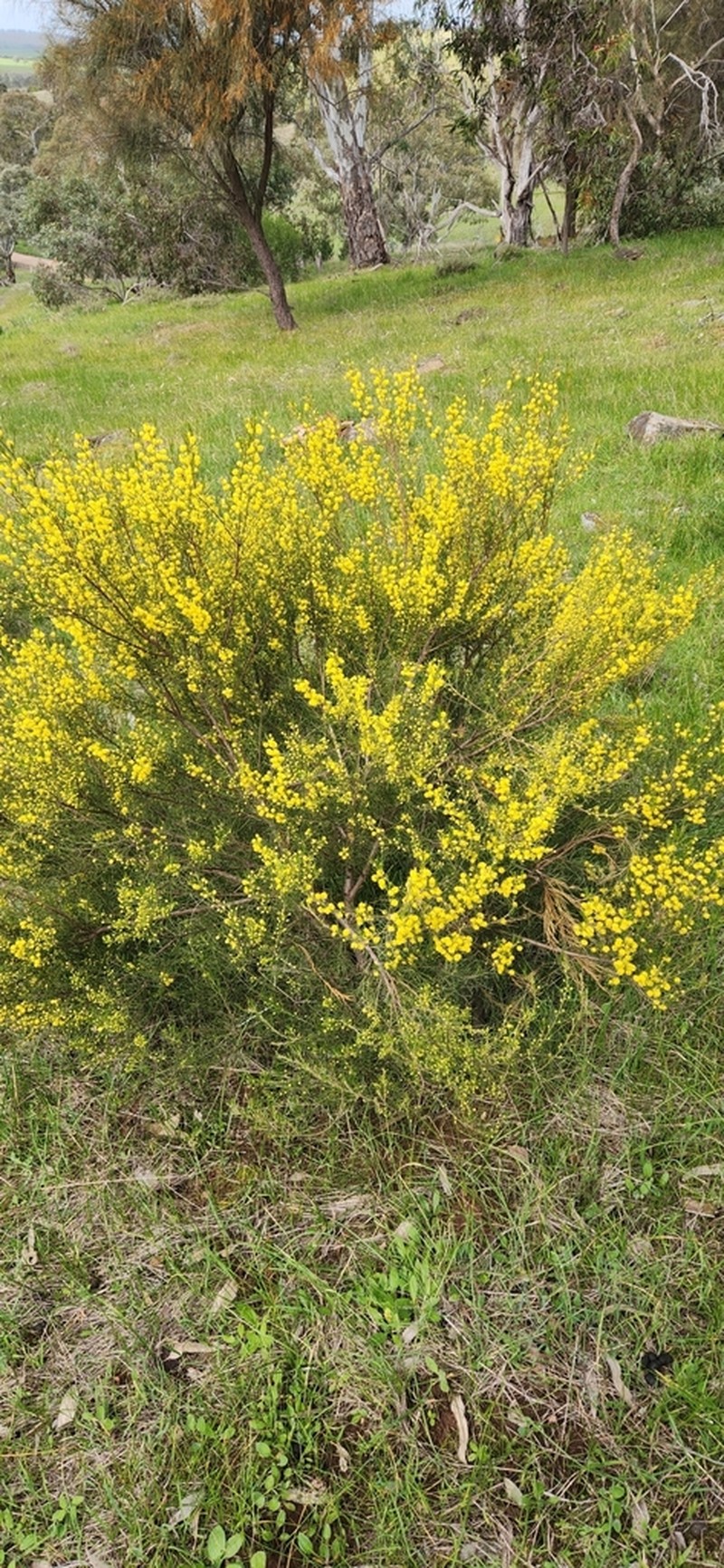 Acacia menzelii photo 5