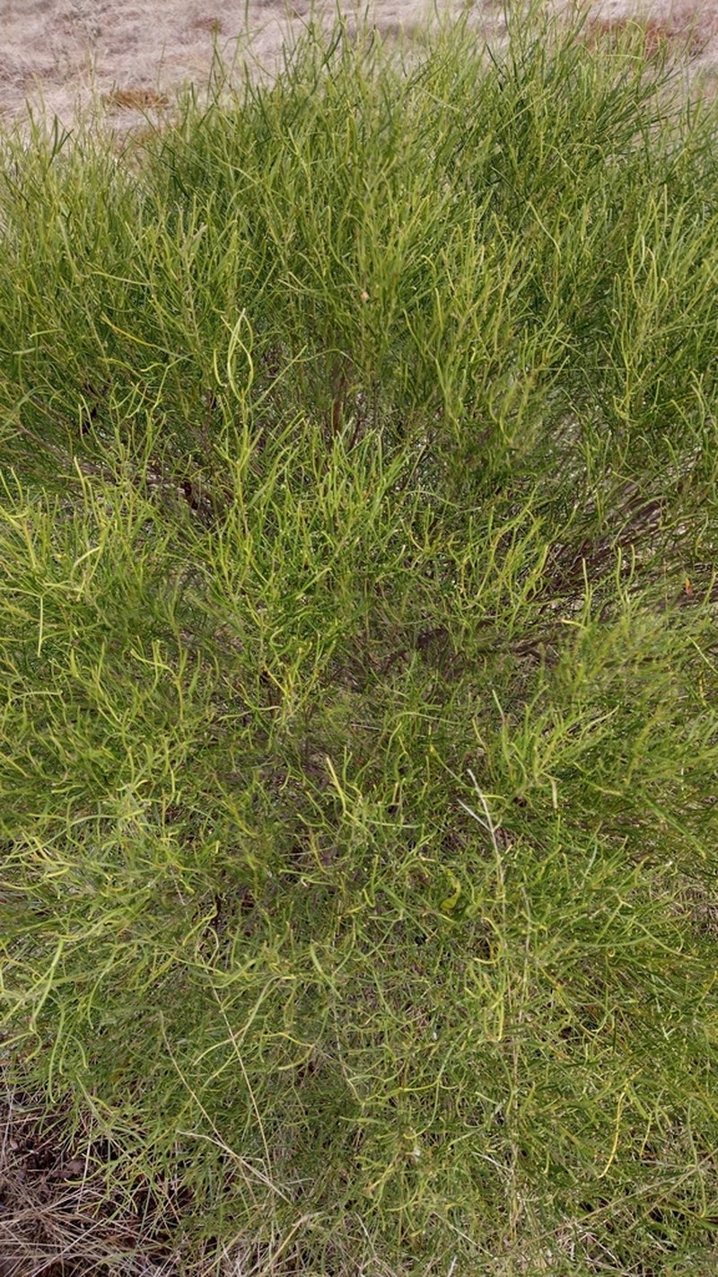 Acacia menzelii photo 6
