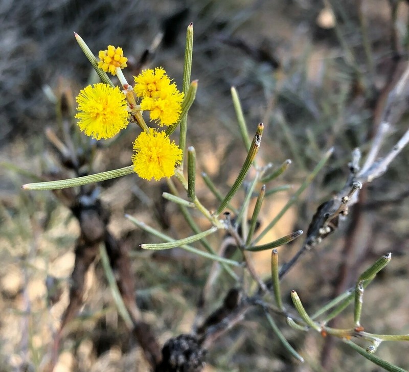 Acacia menzelii photo 7