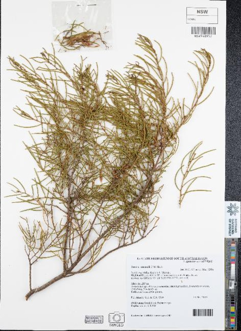 Acacia menzelii photo 8