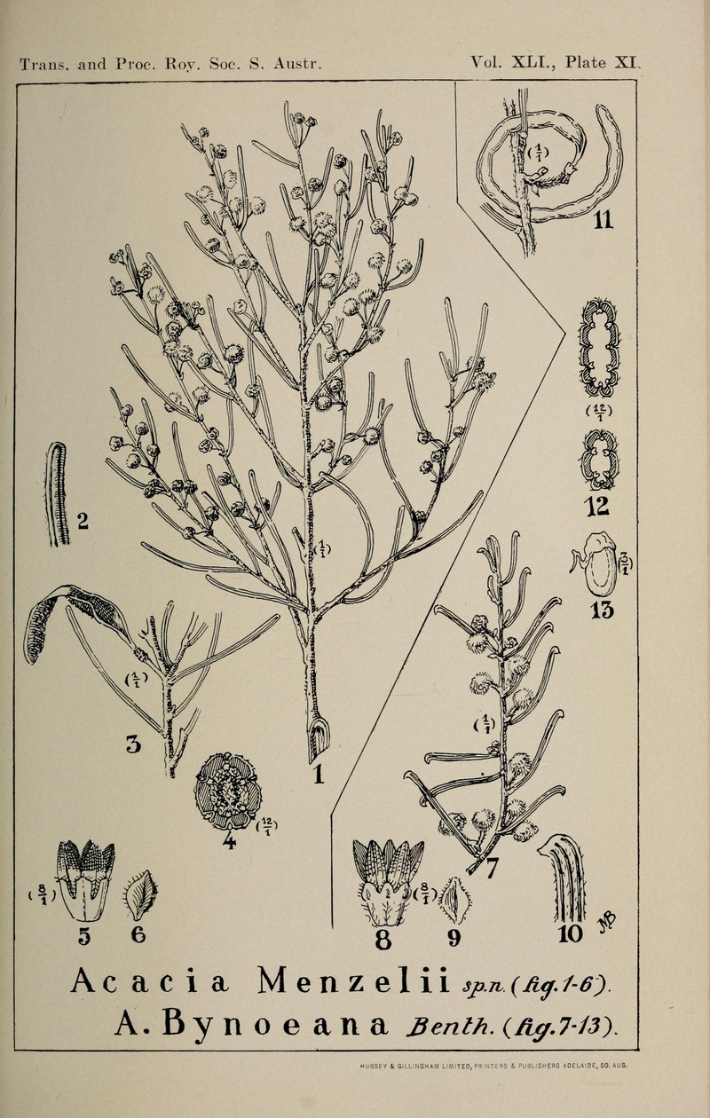 Acacia menzelii