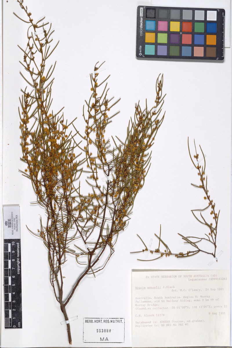 Acacia menzelii photo 3
