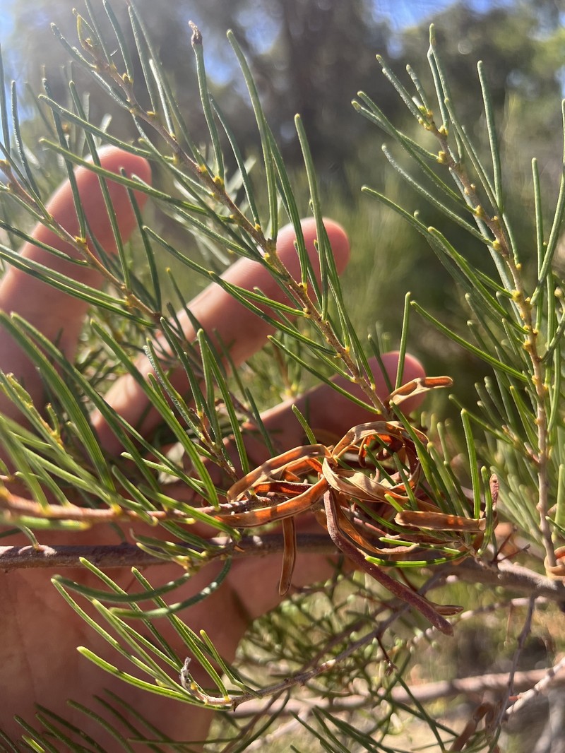Acacia menzelii photo 4