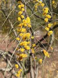 Acacia merinthophora