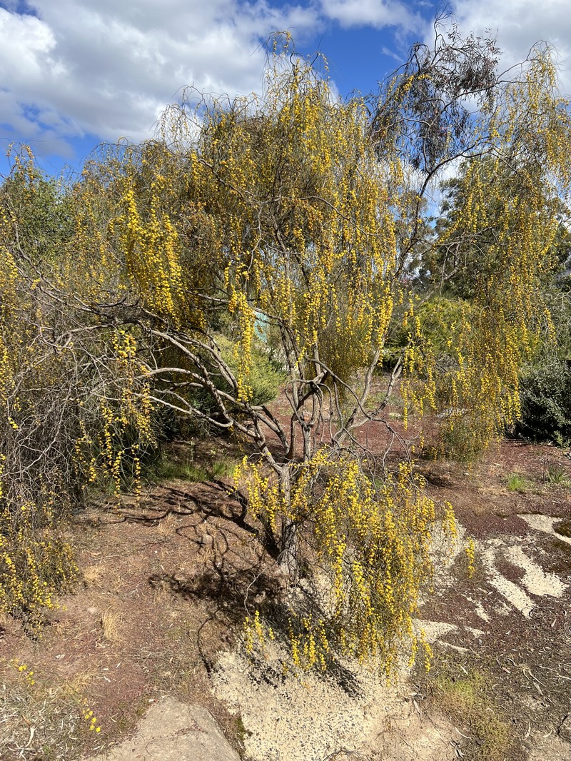 Acacia merinthophora photo 3