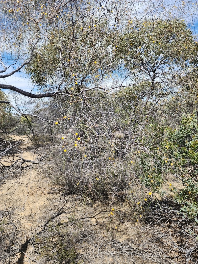 Acacia merinthophora photo 4
