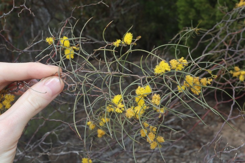Acacia merinthophora photo 5
