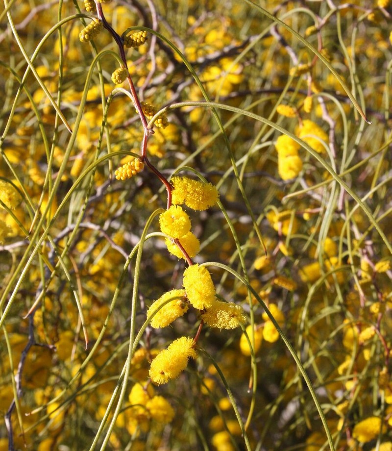 Acacia merinthophora photo 6
