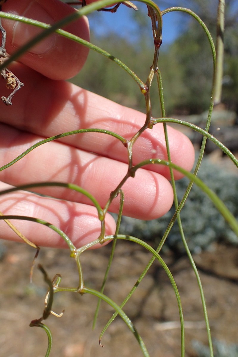 Acacia merinthophora photo 7