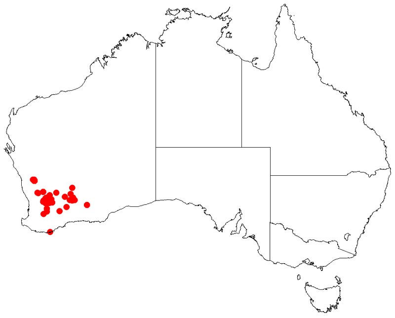 Acacia merinthophora