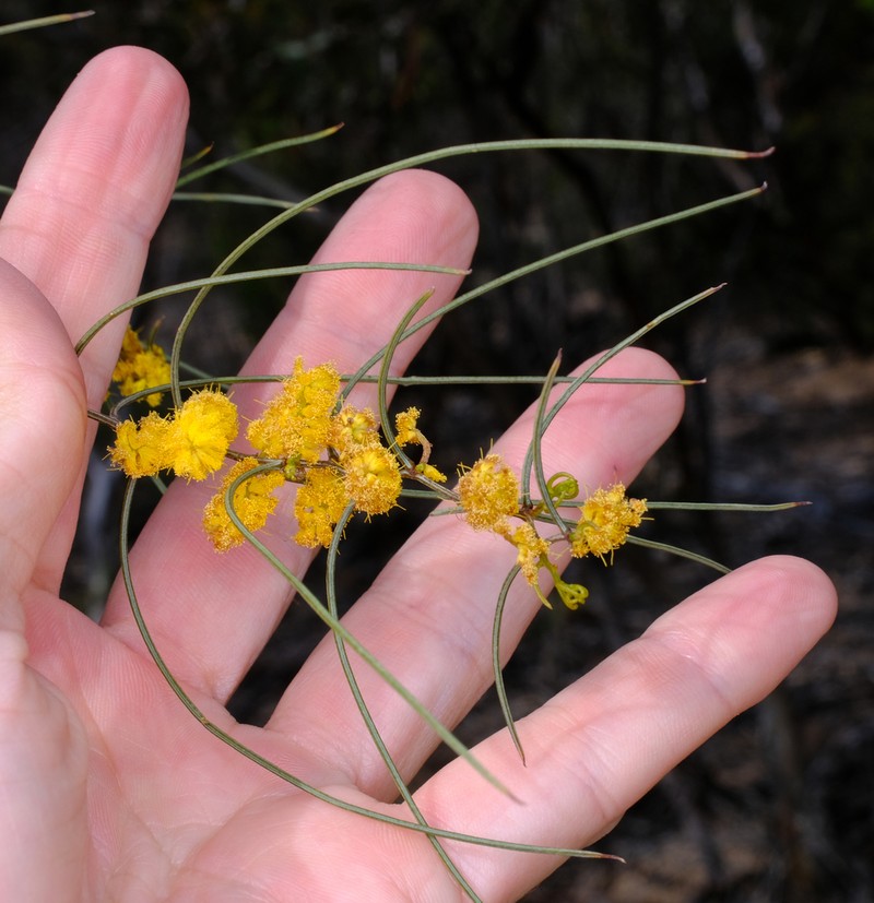 Acacia merinthophora photo 2
