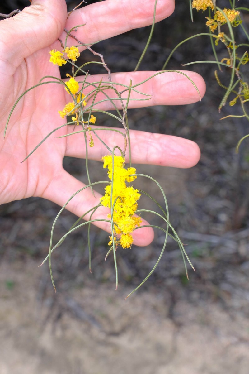 Acacia merinthophora photo 3