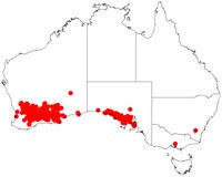 Acacia merrallii